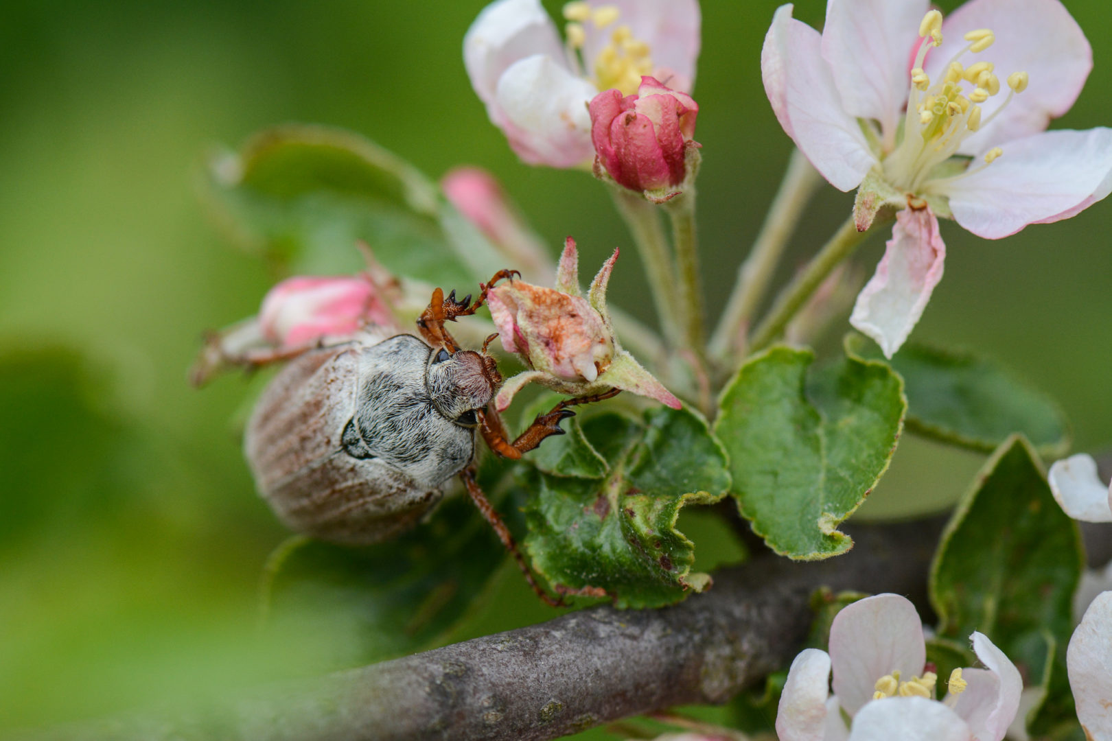 Коричневый жук на яблоне - хрущ майский