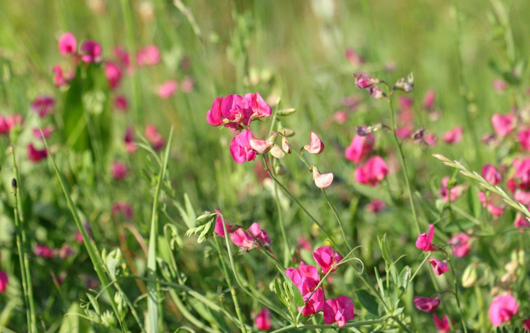 Сорняк на огороде с розовыми цветами похож на горошек - чина клубненосная