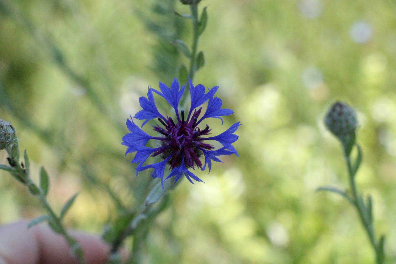 Сорняк с синими цветочками - василек