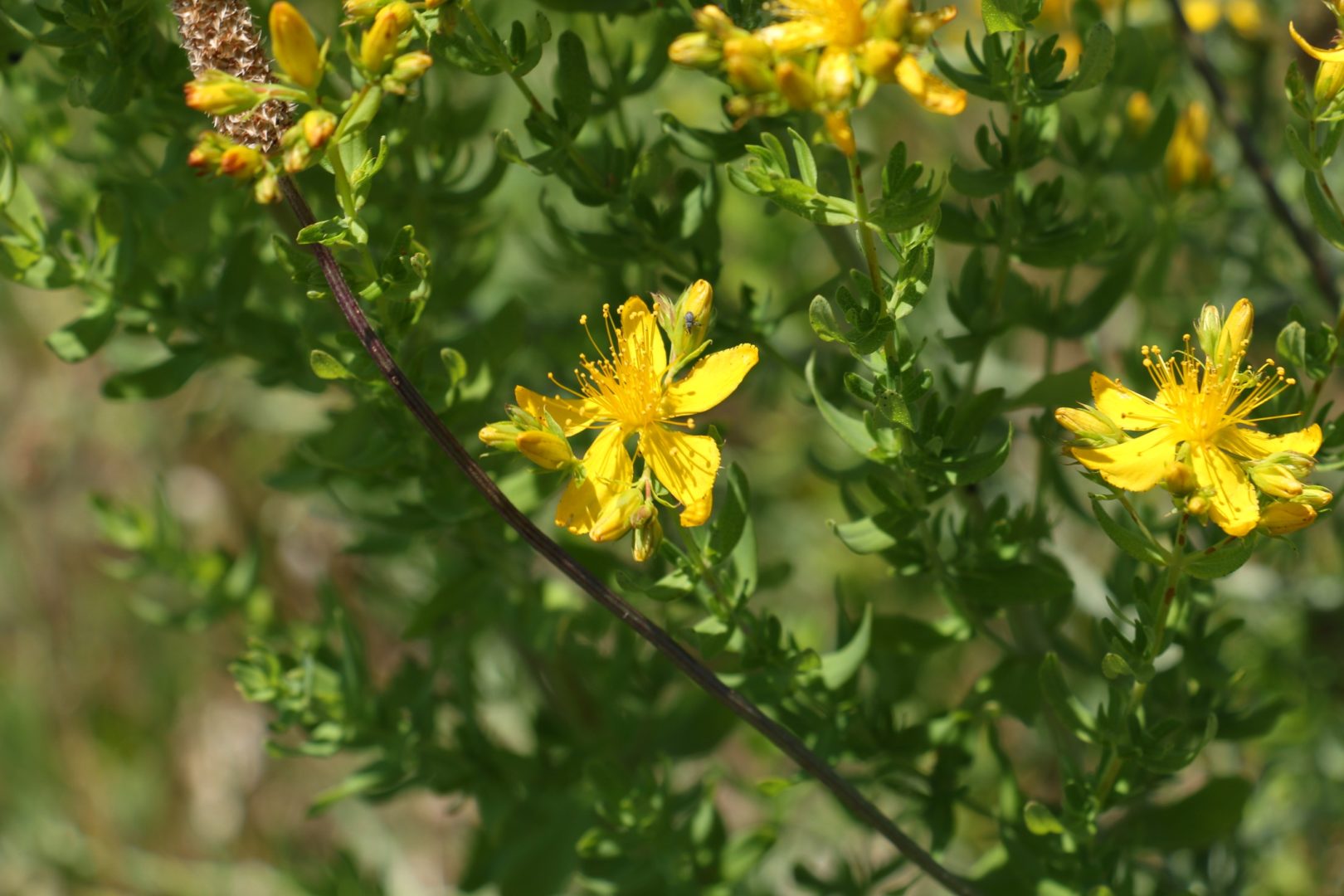 Сорняки с мелкими желтыми цветочками - зверобой