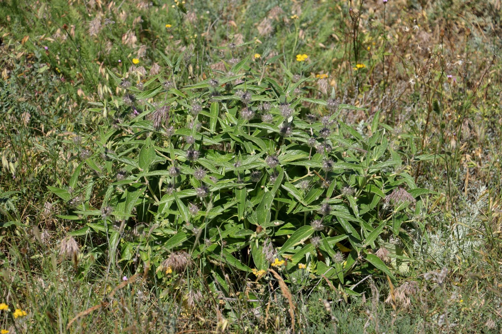 Сорное растение с войлочными листьями и фиолетовыми цветками - зопник крымский