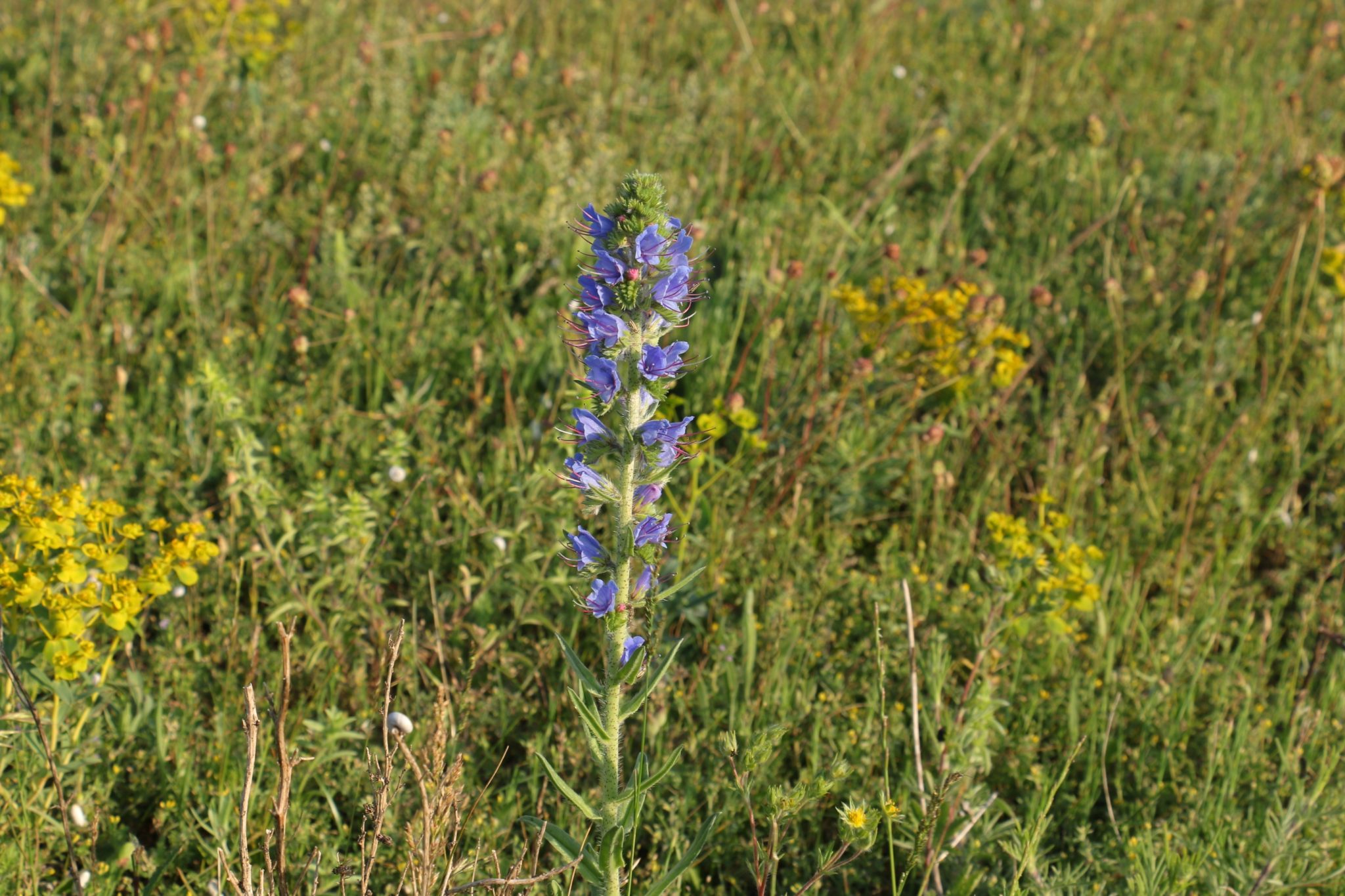 Синяк обыкновенный— Echium vulgare l.. Синяк обыкновенный соцветие. Всходы синяка обыкновенного. Цветы похожие на синяк обыкновенный.