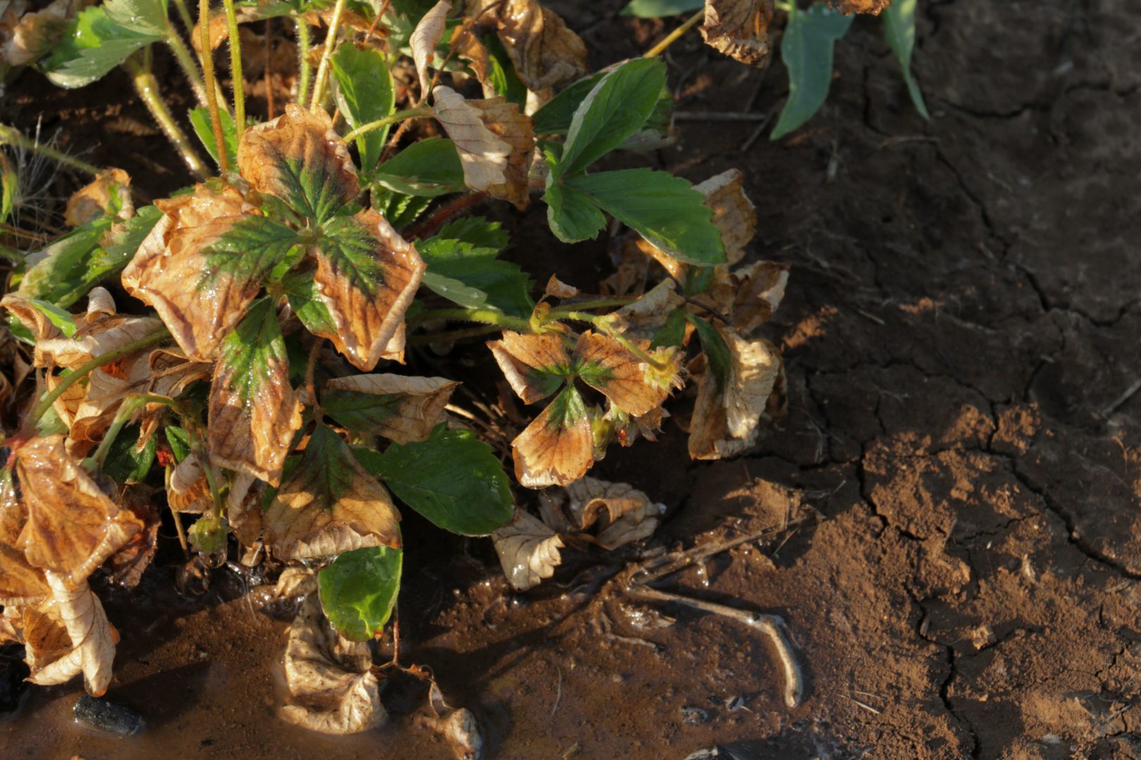 Листья клубники отмирают с краев - сильное калийное голодание земляники садовой (клубники)