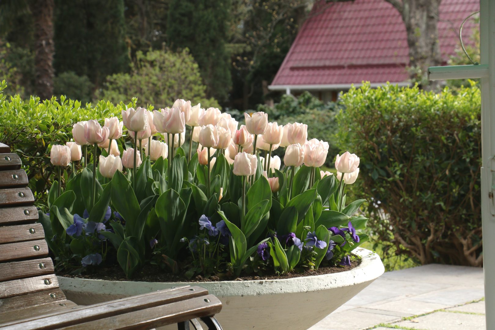 Нежно-розовые тюльпаны в вазоне у скамейки