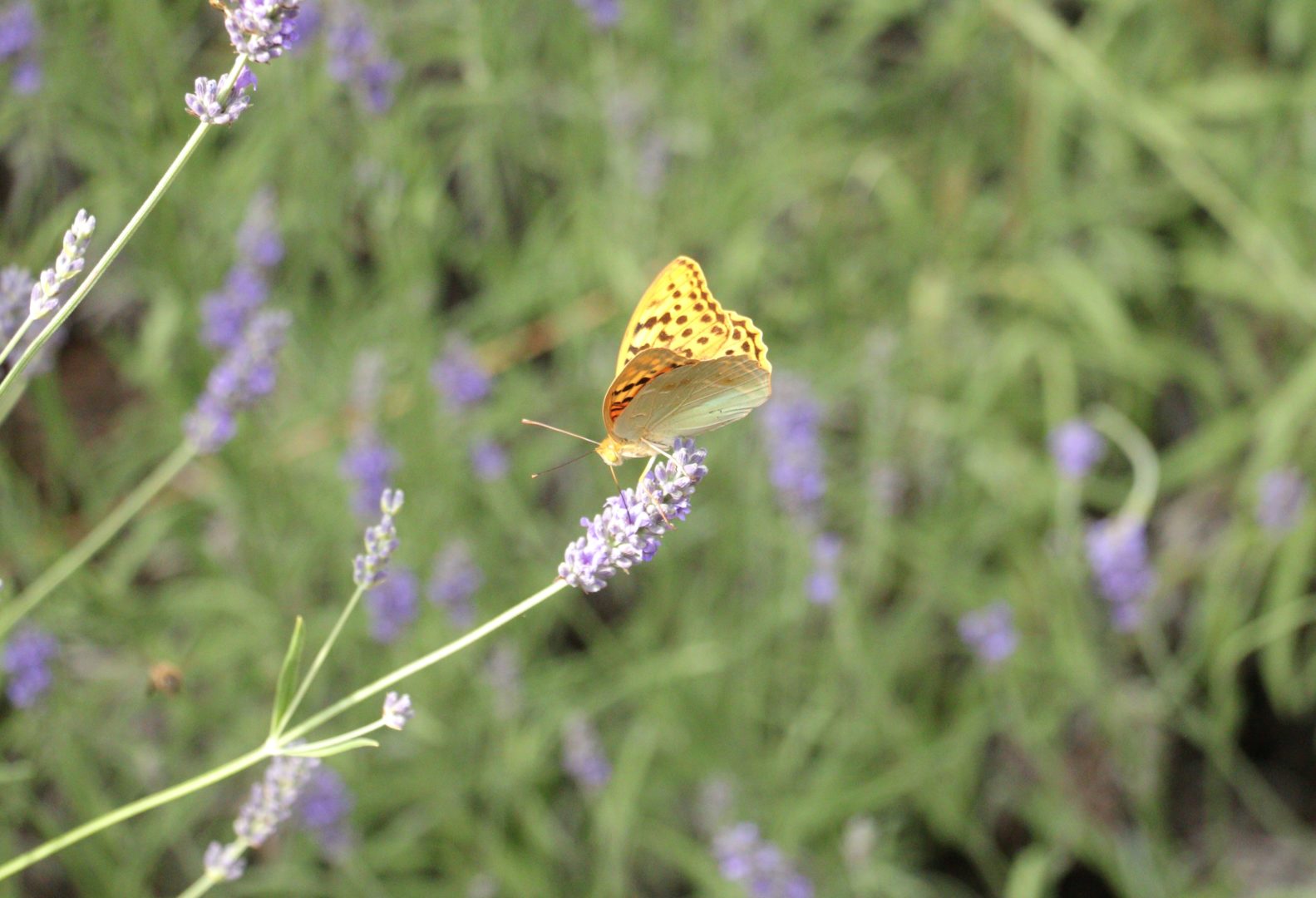 Желтая бабочка на лаванде