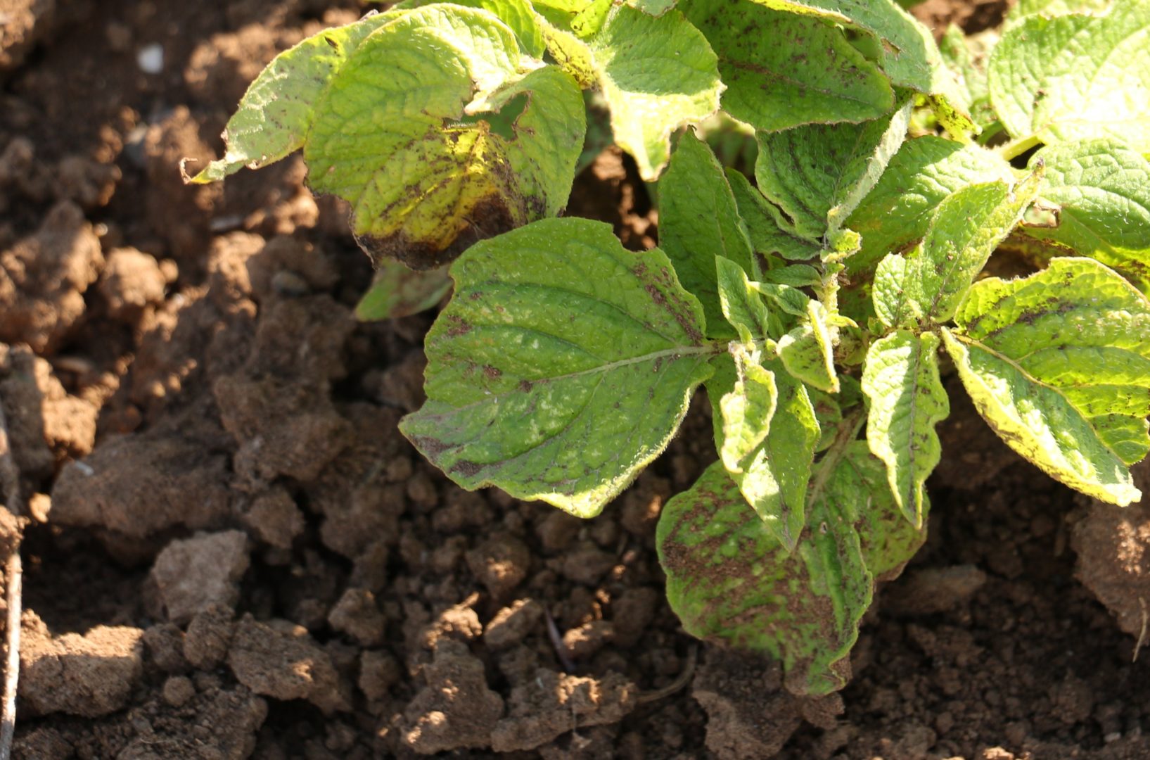 Мелкие белые пятна на листьях картофеля - повреждение сосущими вредителями