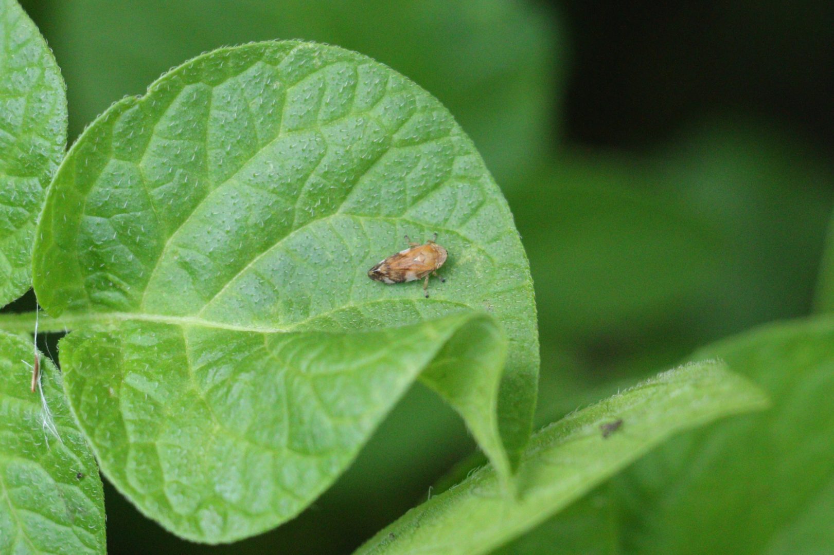  Маленькое прыгающее насекомое на картошке - пенница слюнявая - взрослая особь
