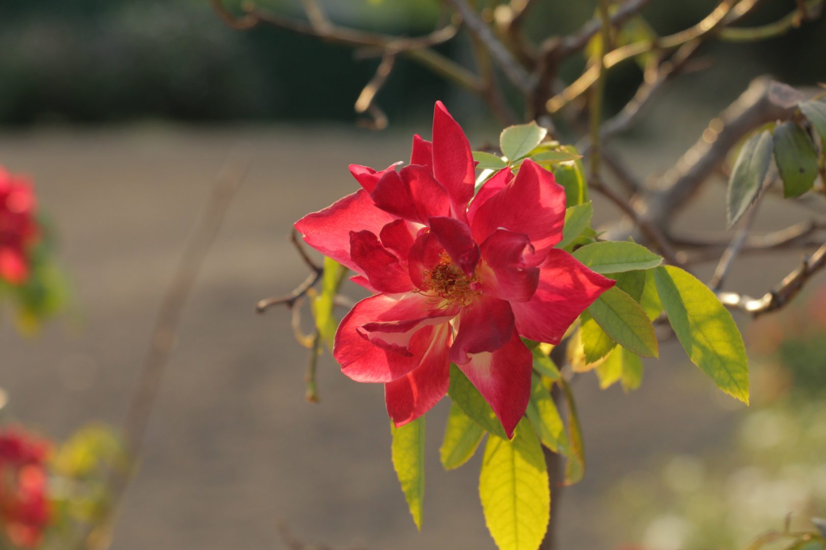 Удивительный сорт розы "Полька-бабочка". Никитский Ботанический сад.