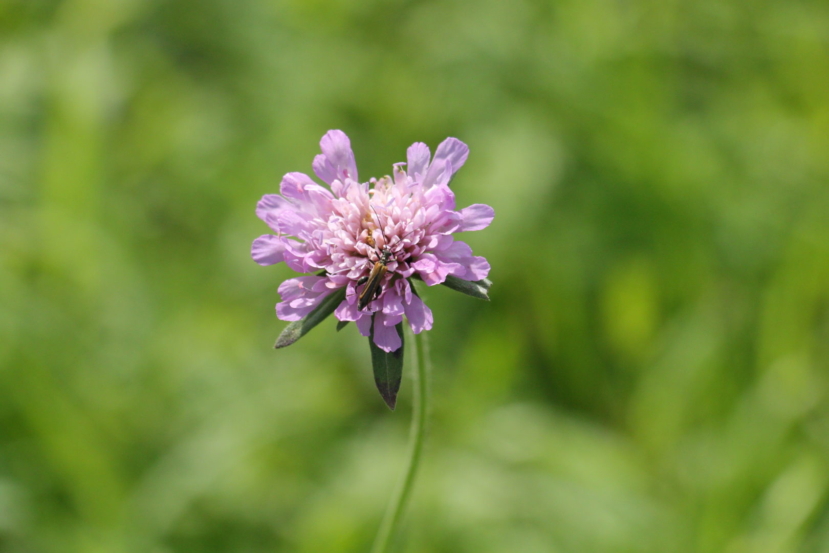 Растение-сорняк с фиолетовыми цветками - скабиоза голубиная