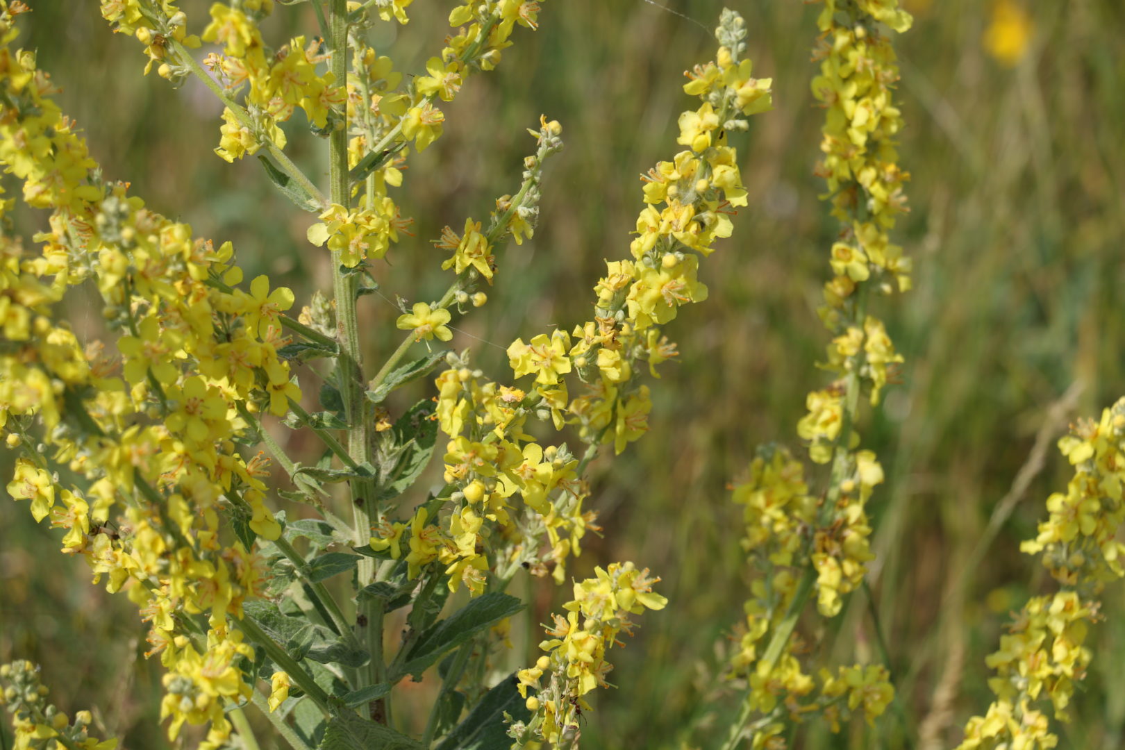 Растение с желтыми цветочками - коровяк мучнистый