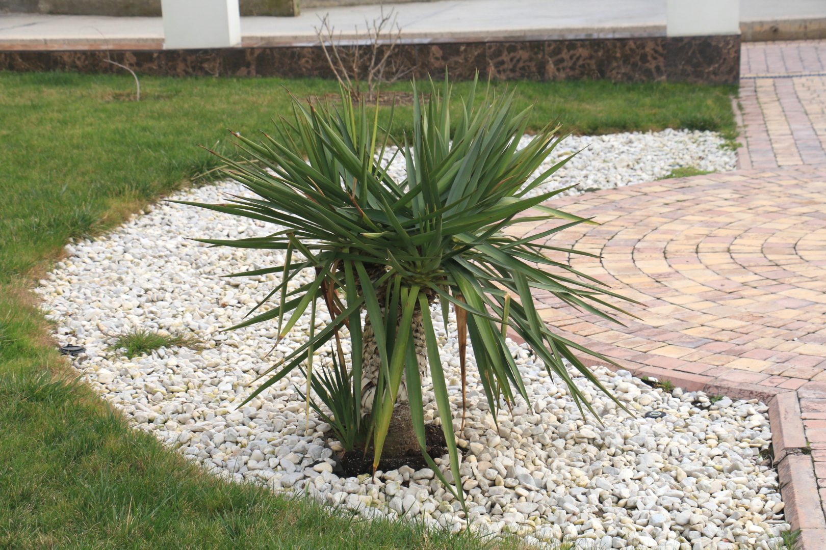 Юкка садовая с обрезкой под пальму