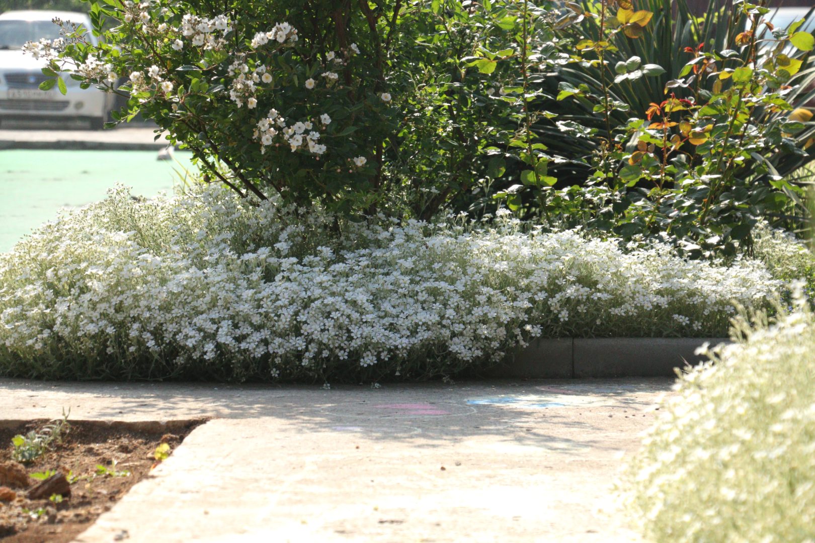 Ясколка многолетняя на переднем плане цветника