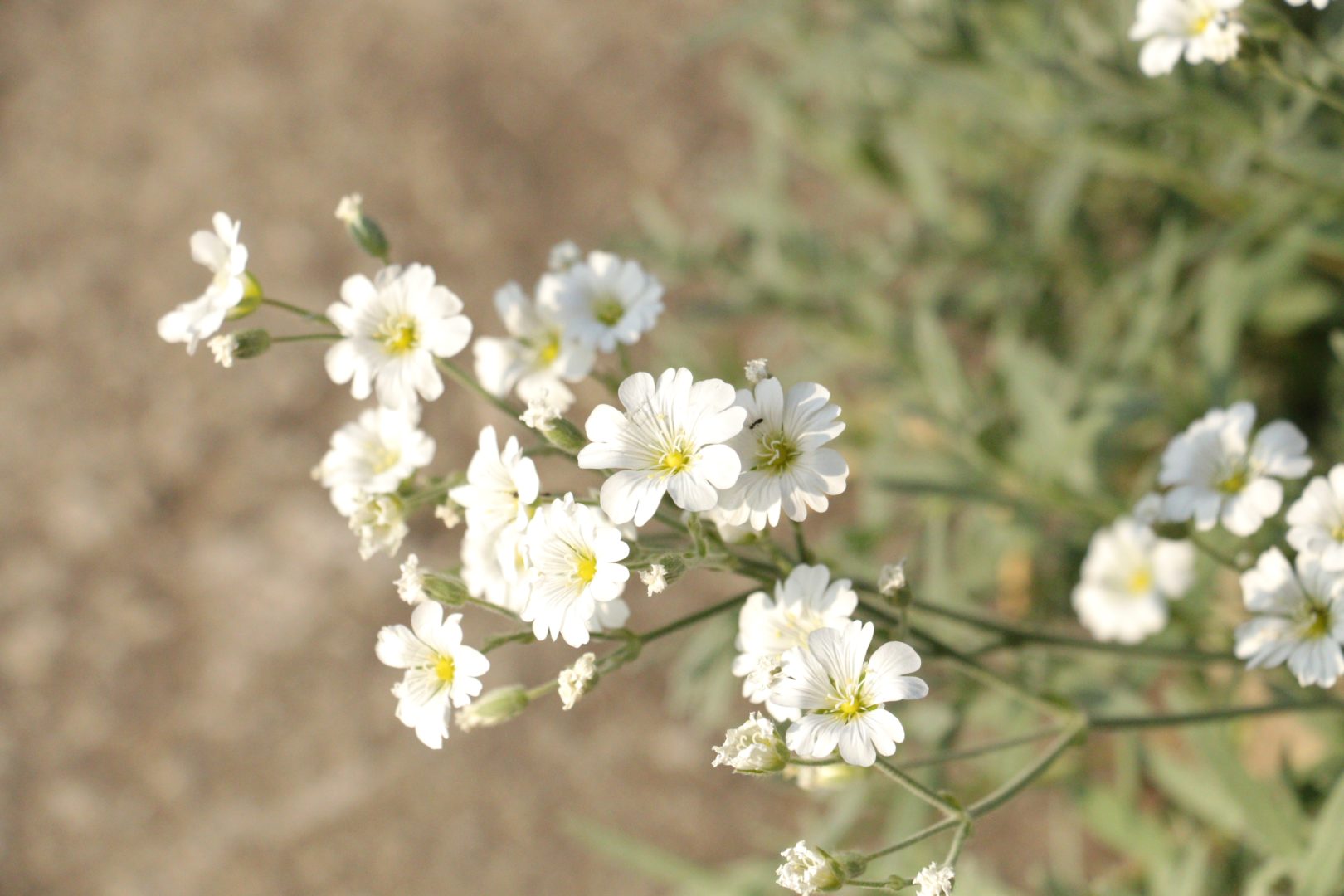 Растение с мелкими белыми цветочками и сизыми листьями, цветет ковром - ясколка многолетняя