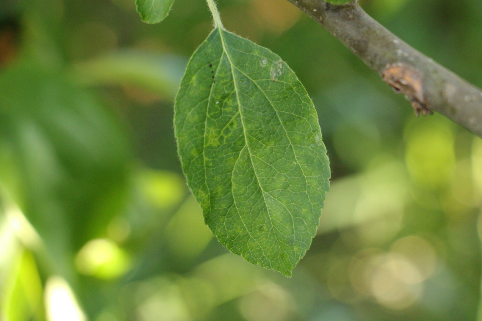 Листья яблони в желтую точечку - хлороз