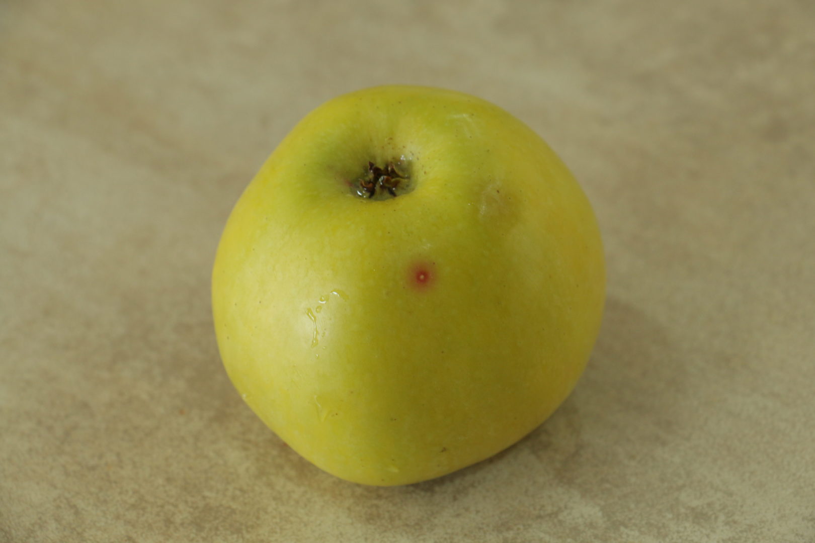 Красные пятна на яблоках - калифорнийская щитовка
