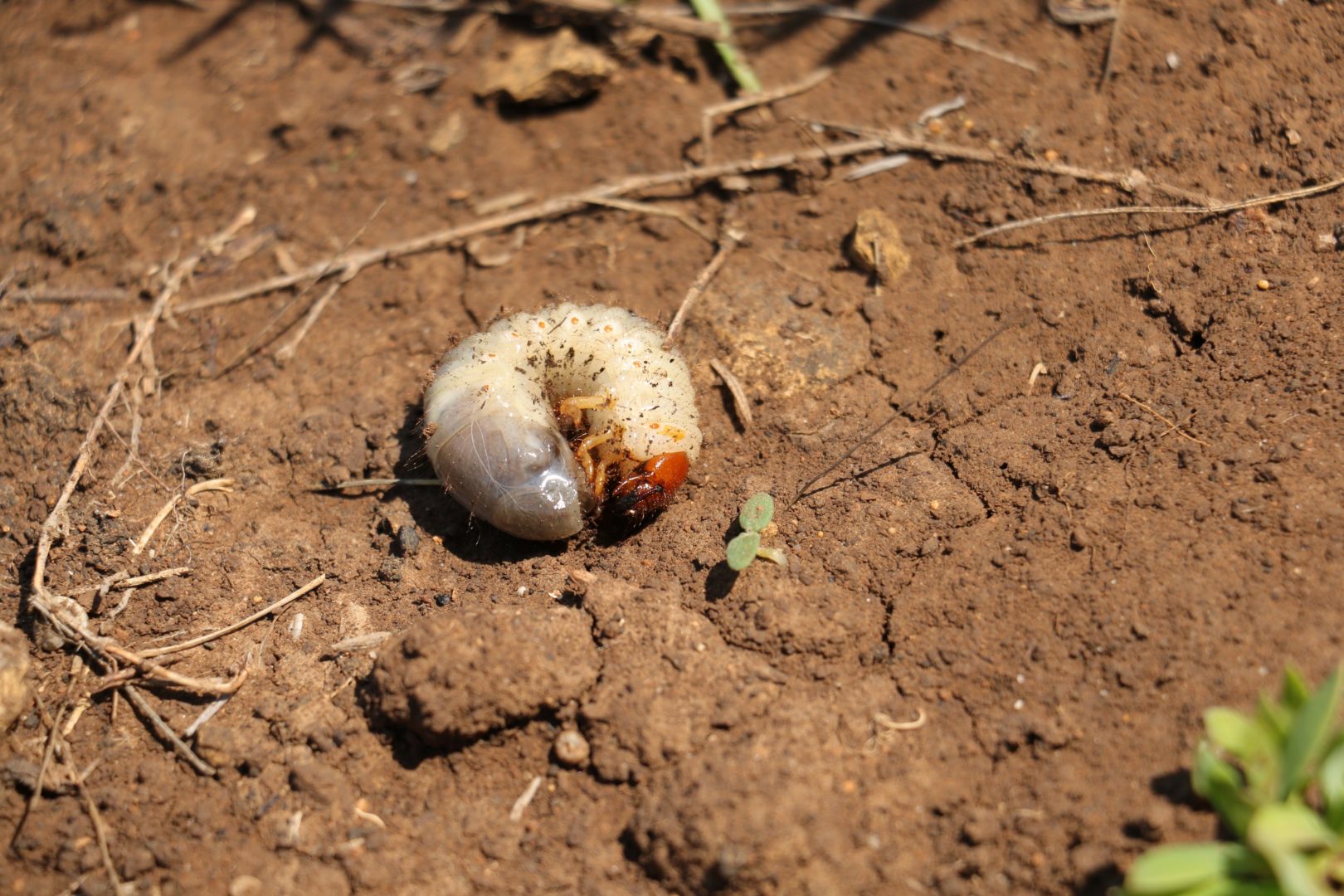 Толстый белый червяк с короткими лапками - личинка майского жука