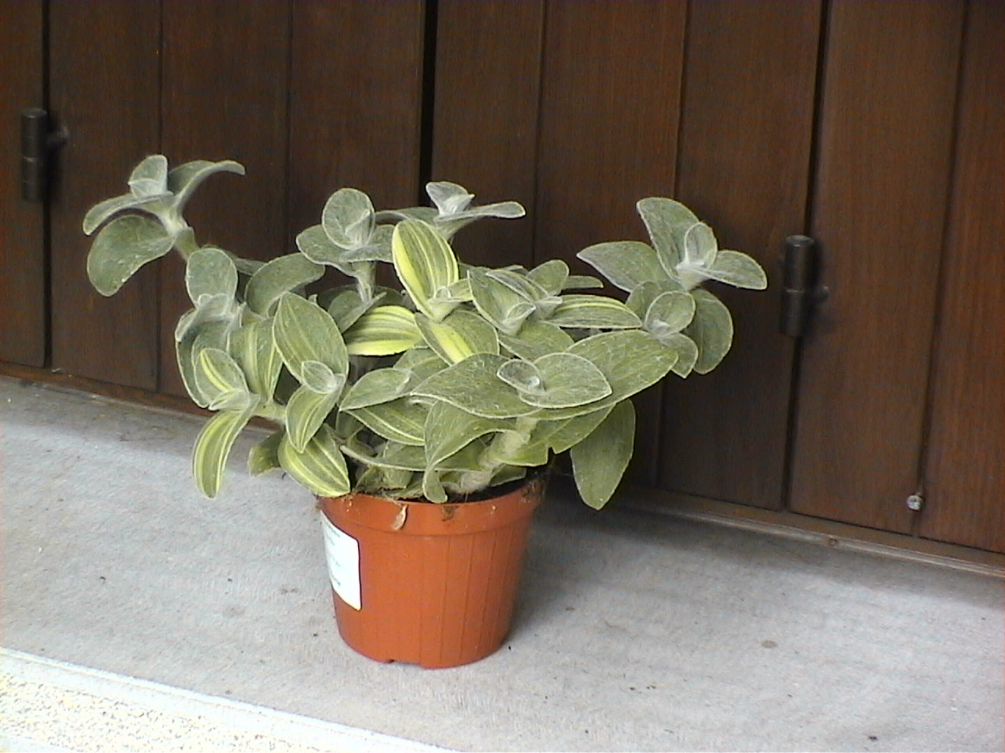 Растение с пушистыми листочками - традесканция силламонтана, или кошачьи ушки, белый бархат