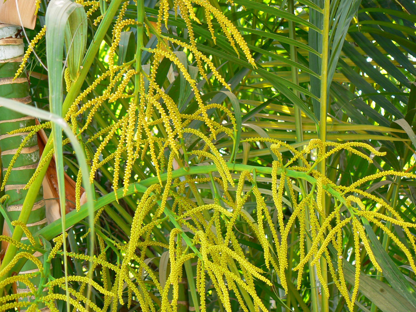 Дипсис желтоватый цветет мелкими желтыми цветками 