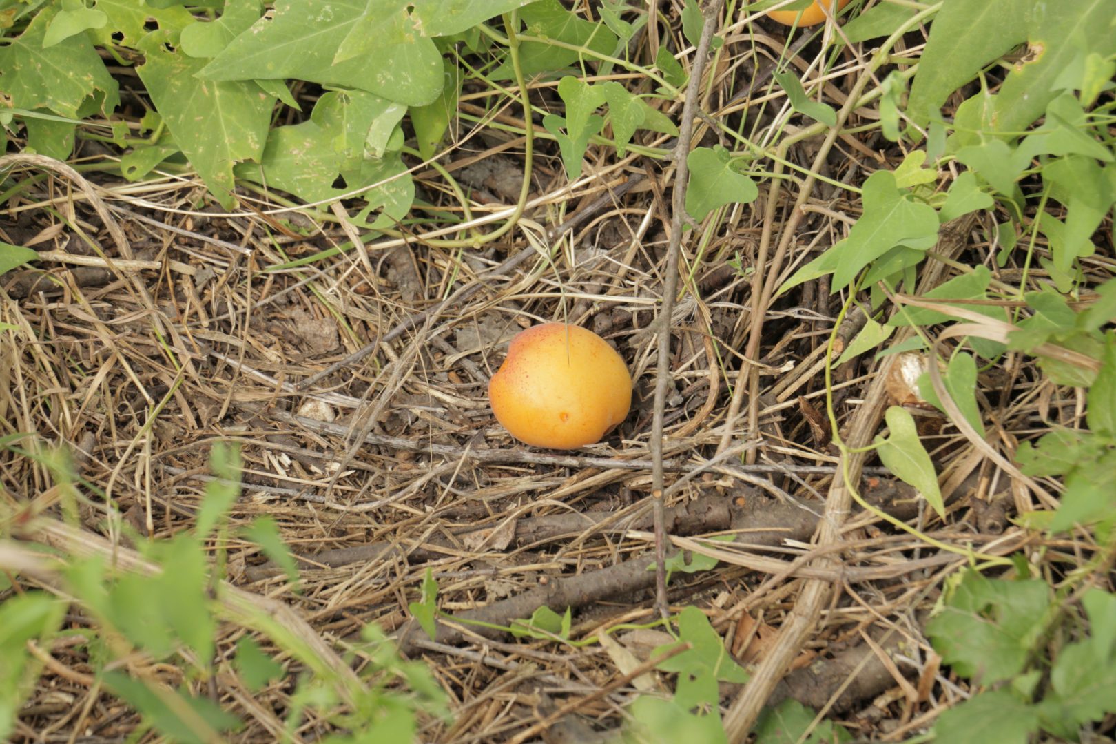 Почему осыпаются абрикосы
