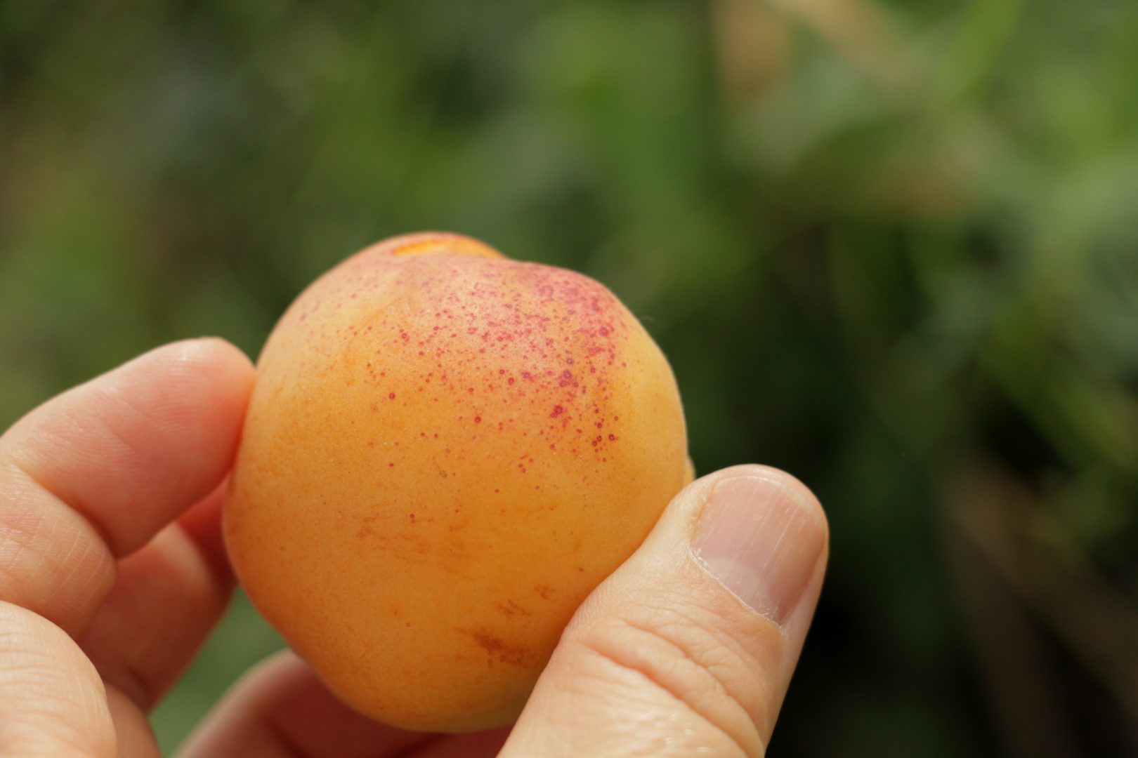 Короста на плодах абрикоса - признак поражения клястероспориозом, или дырчатой пятнистостью