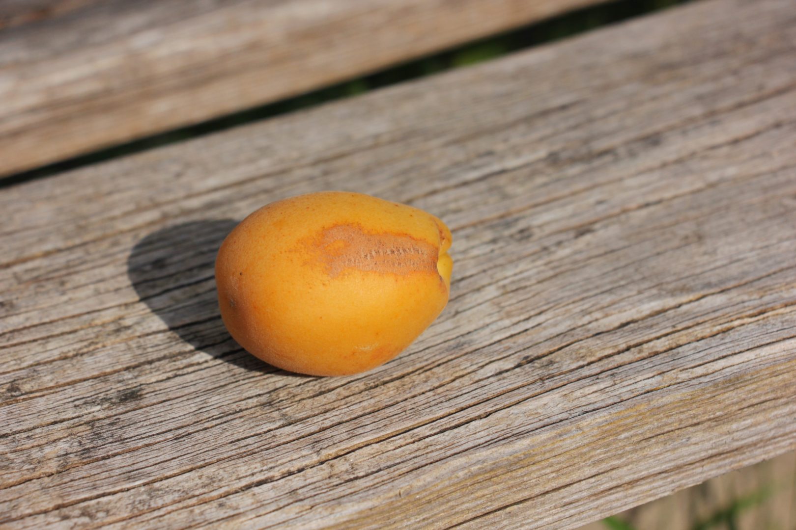 Сеточка на плодах абрикоса