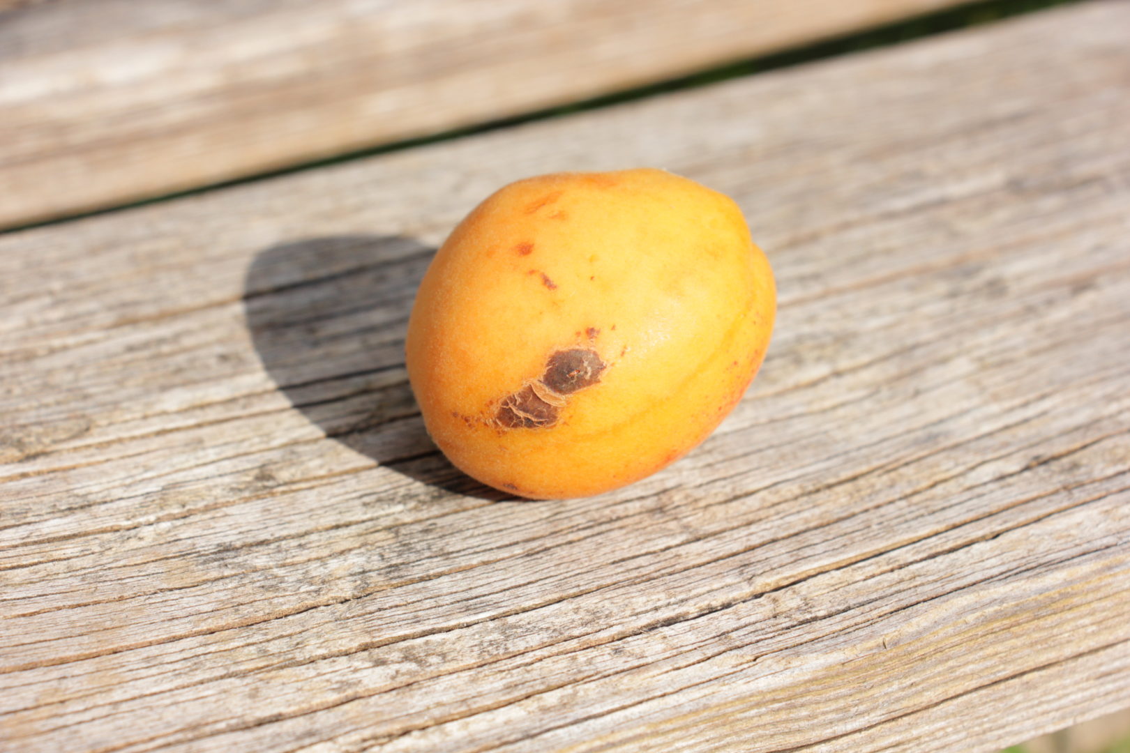 Коричневые чешуйчатые пятна на абрикосах – бактериальная пятнистость
