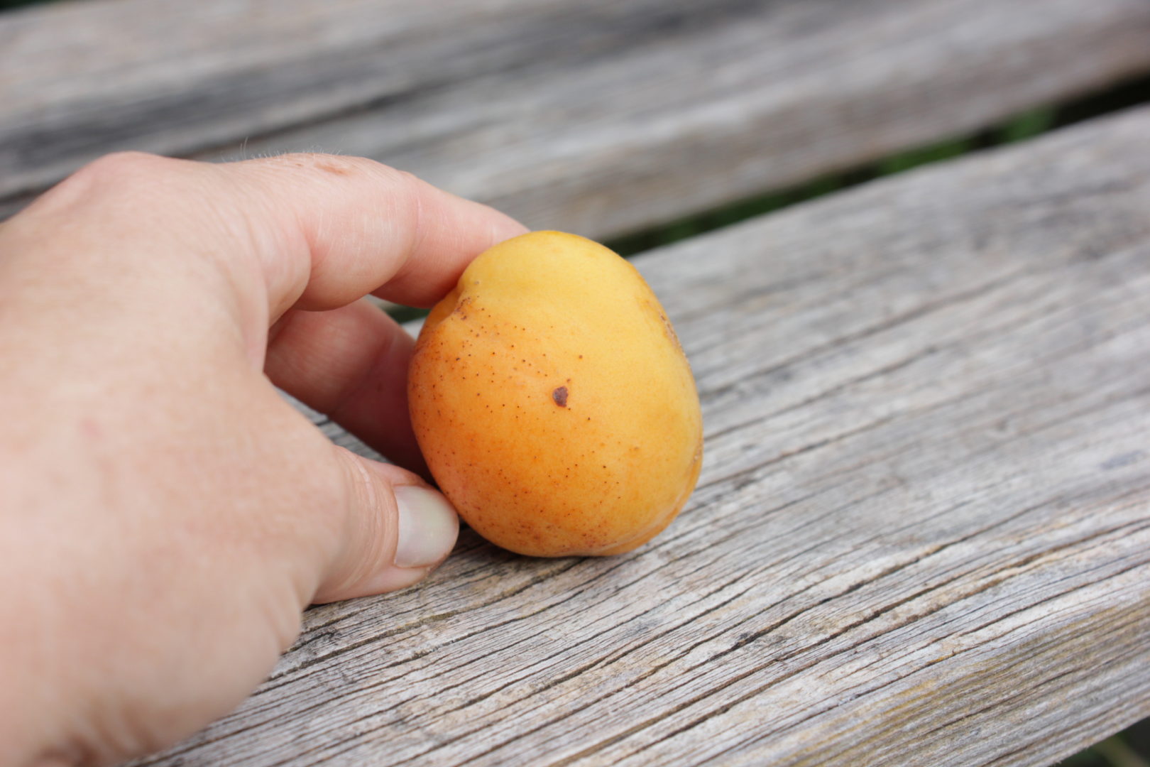 Коричневые чешуйчатые пятна со светлой каймой на абрикосах – бактериальная пятнистость