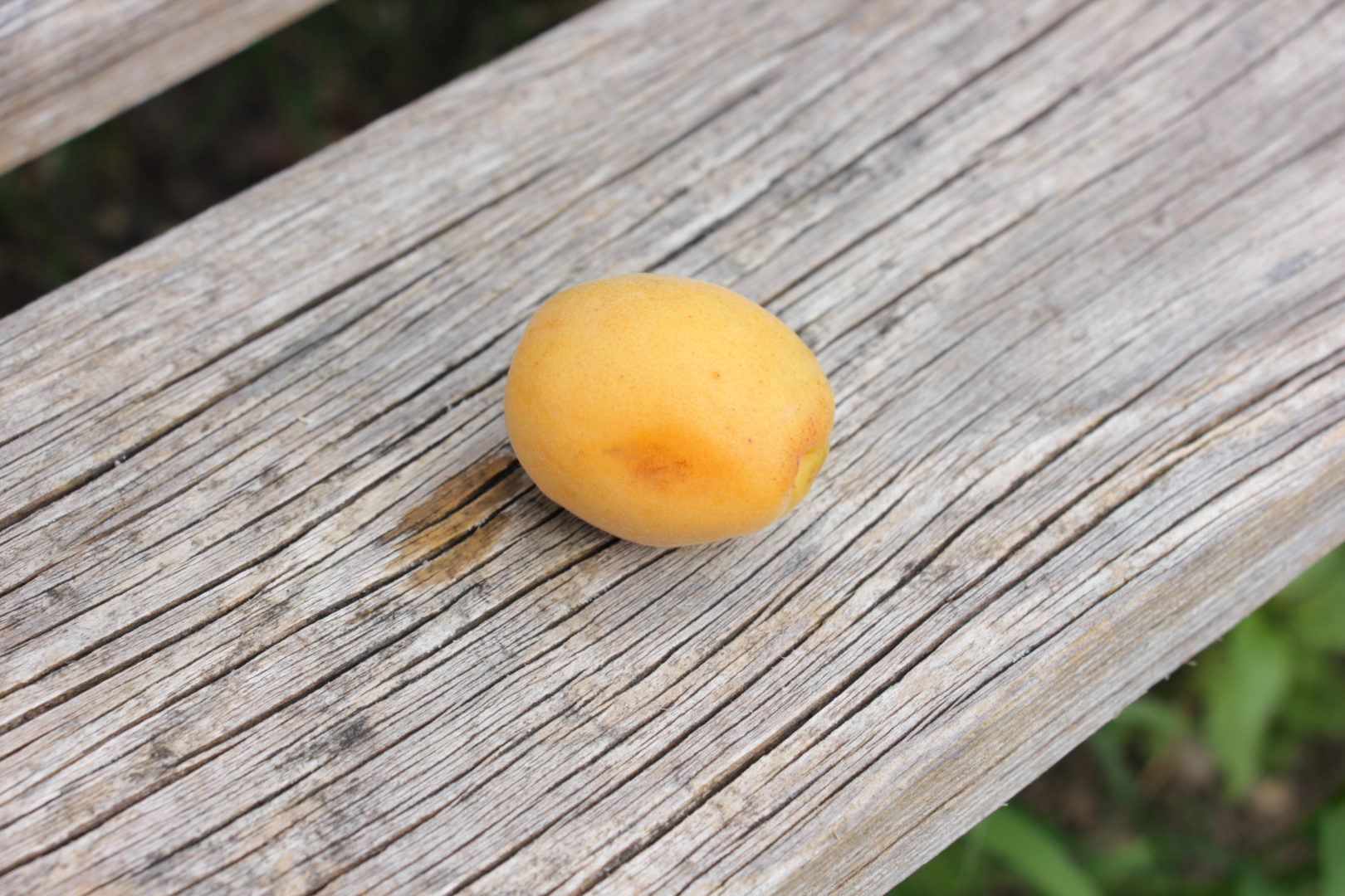 Плоды абрикоса с механическими повреждениями 