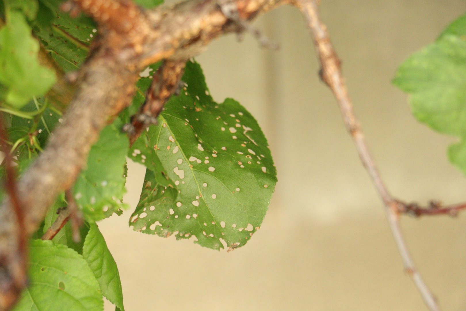 Округлые дырочки на листьях абрикоса – дырчатая пятнистость, или клястероспориоз