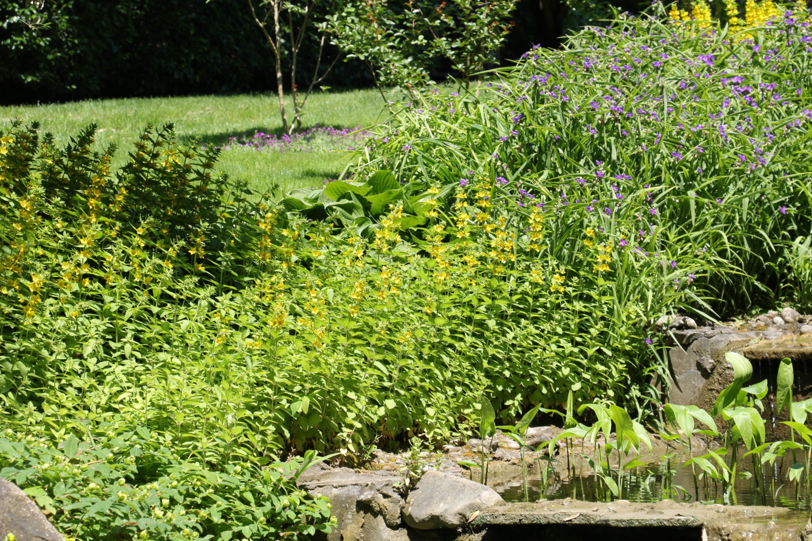 Вербейник точечный в саду у водоема