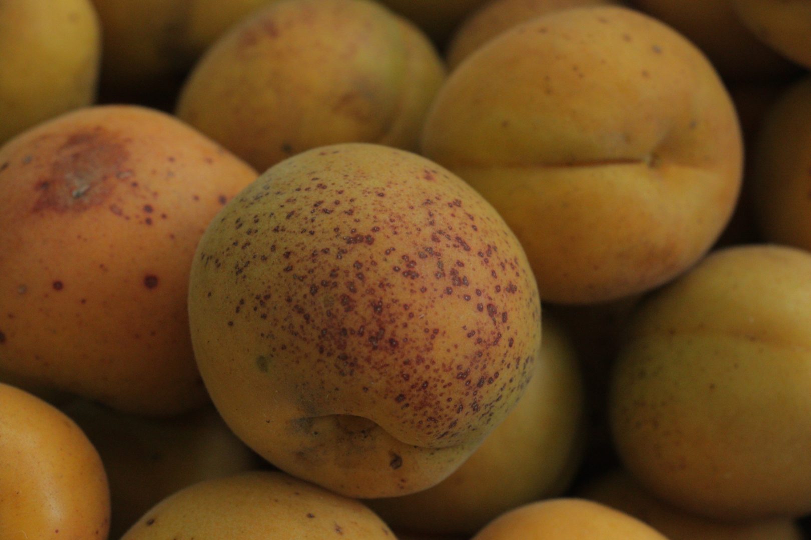 Красные точки на абрикосах - признак поражения клястероспориозом, или дырчатой пятнистостью