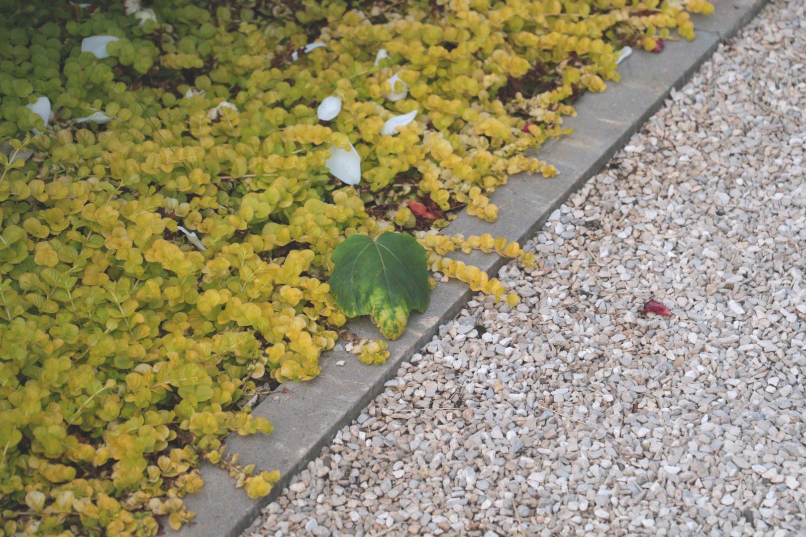 Почвопокровное растение с мелкими листочками - вербейник монетчатый