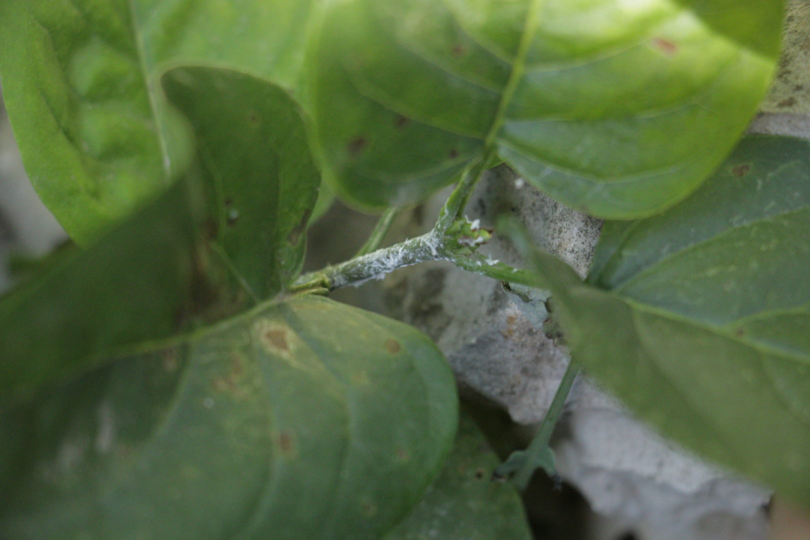 На плодах, листьях и стволах белый пушистый налет - признаки появления цикадки белой