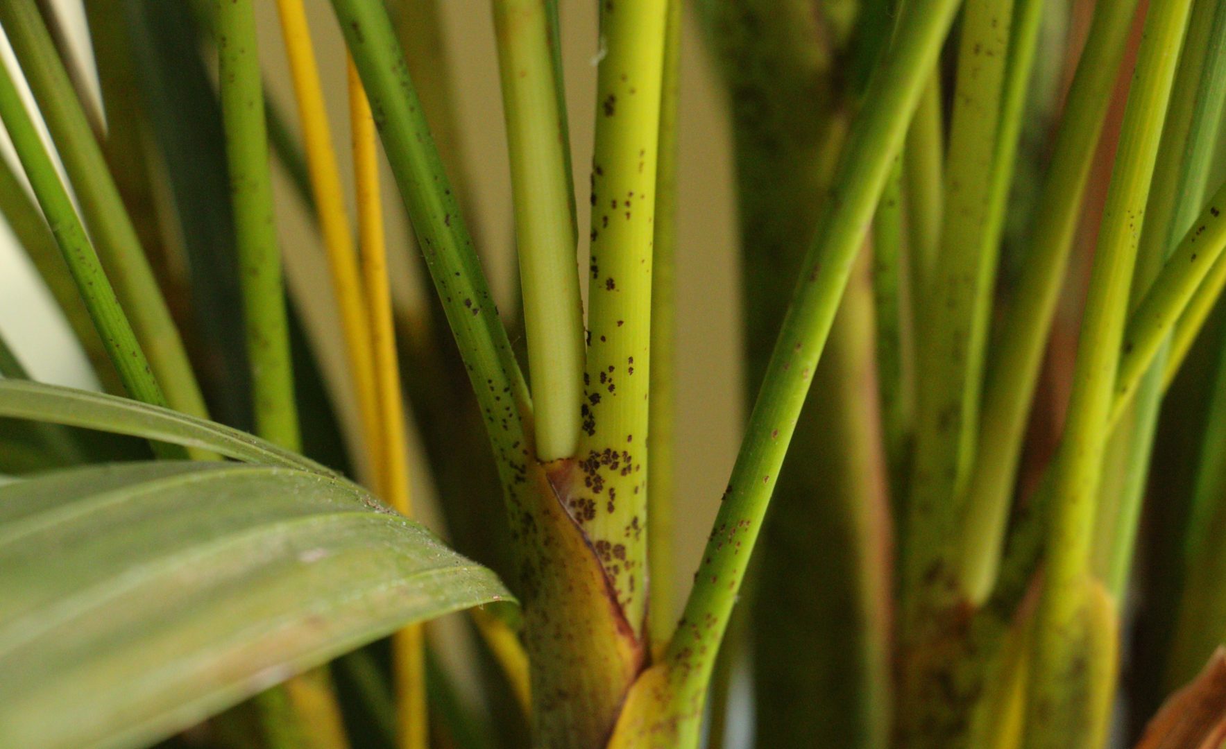 Хризалидокарпус, или дипсис желтоватый, или домашняя пальма - чешуйки
