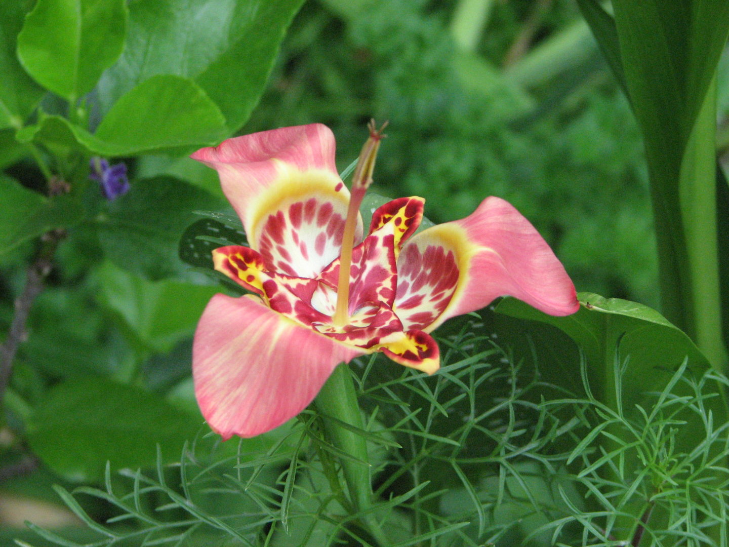 Цветок в пятнышках похож на орхидею - тигридиум