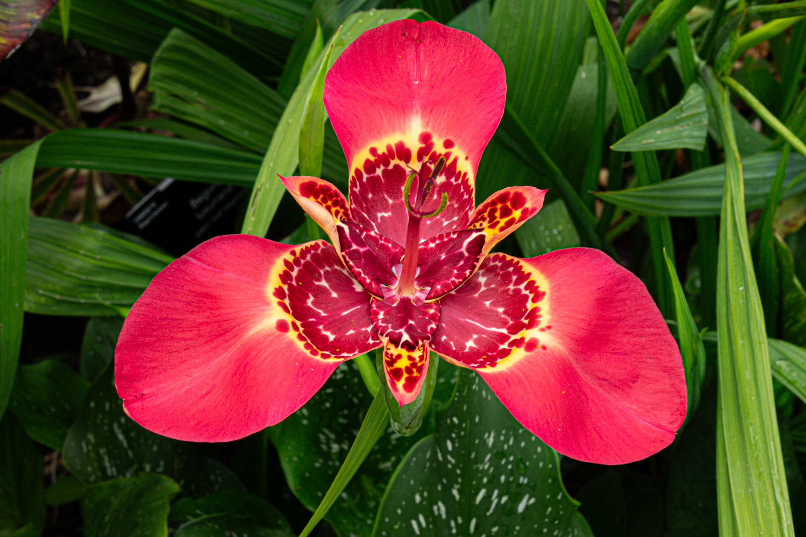 Цветок в пятнышках похож на орхидею - тигридиум