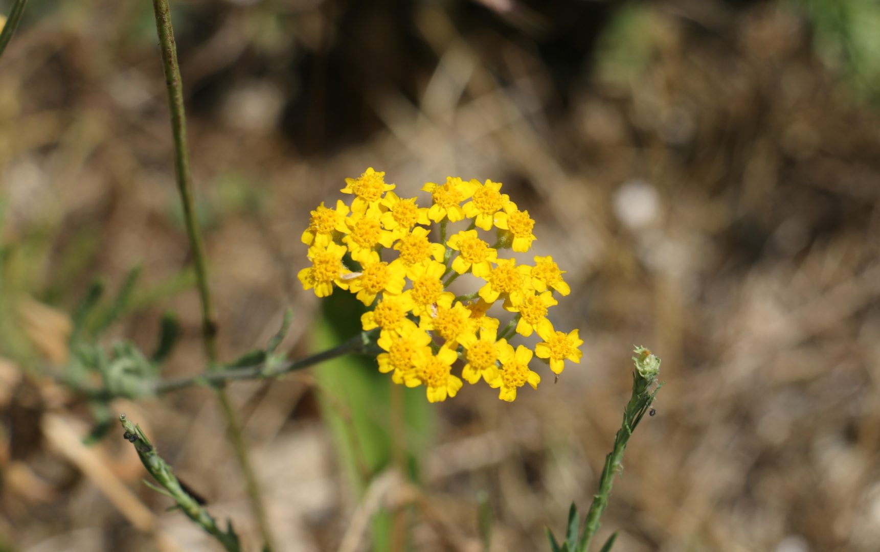 Растение с желтыми цветочками - тысячелистник крымский