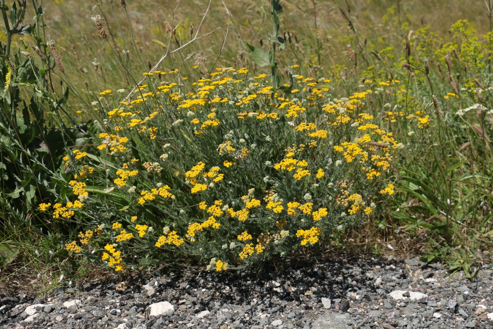 Растение с желтыми цветочками - тысячелистник крымский