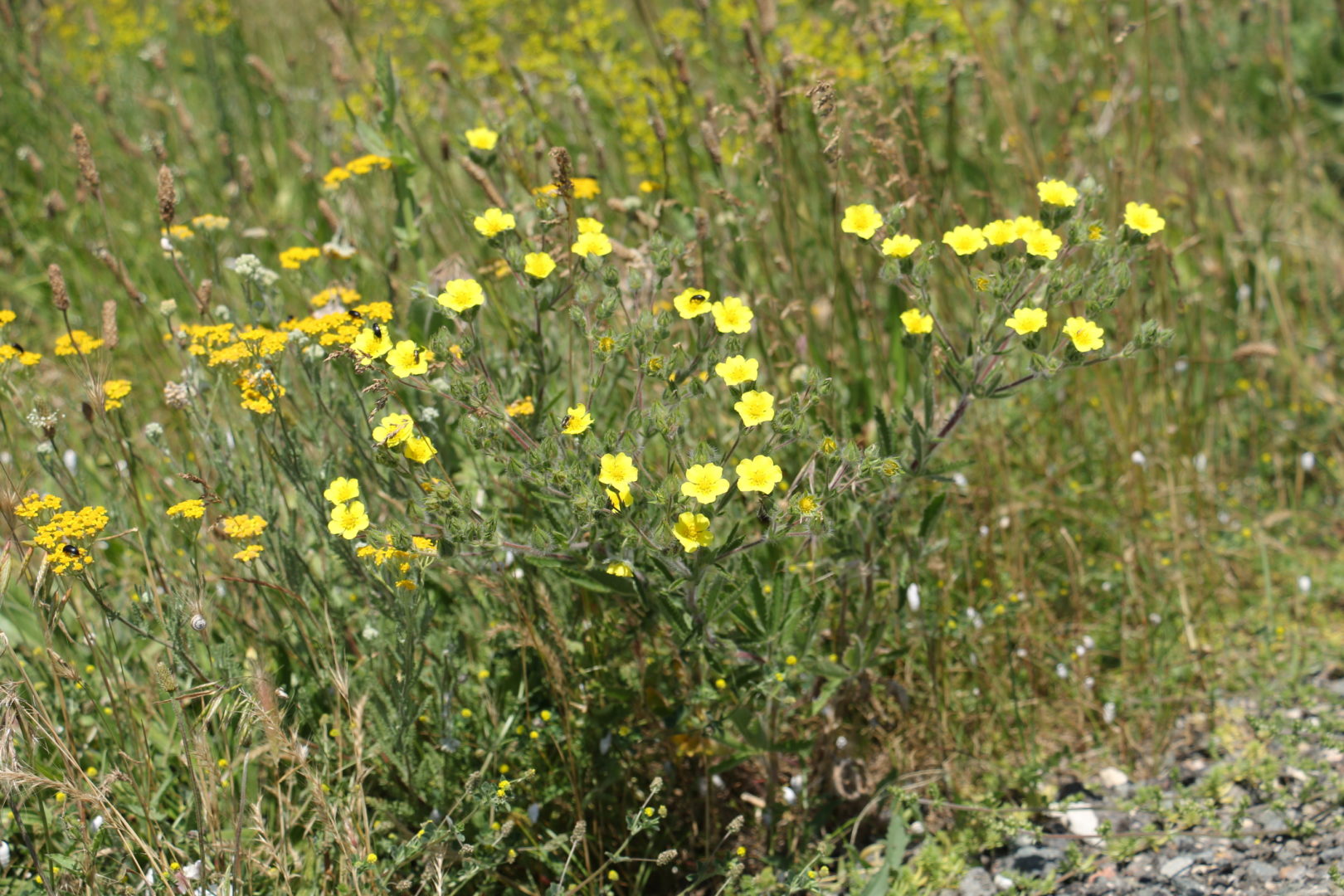 Сорняк с желтыми цветочками - лапчатка