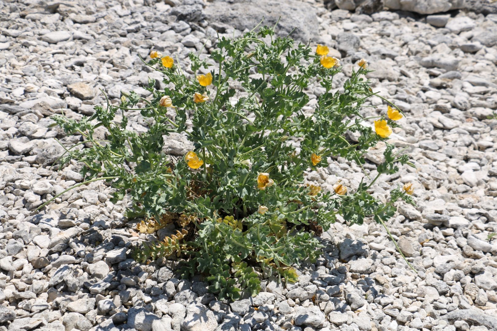 Растение похоже на мак, но с желтыми цветками - глауцинум желтый