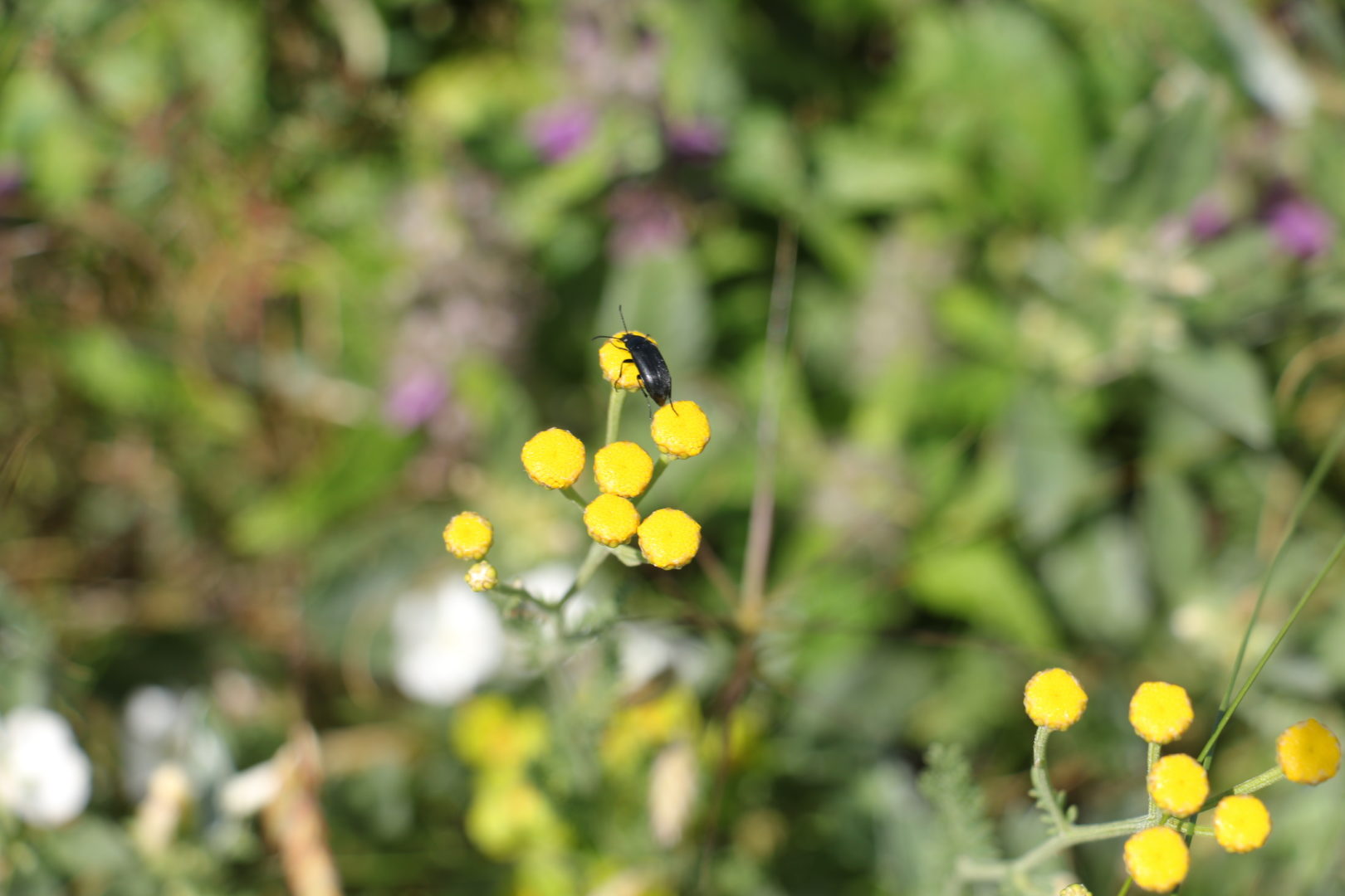 Сорняк с желтыми цветками и мелкими цветочками - пижма обыкновенная