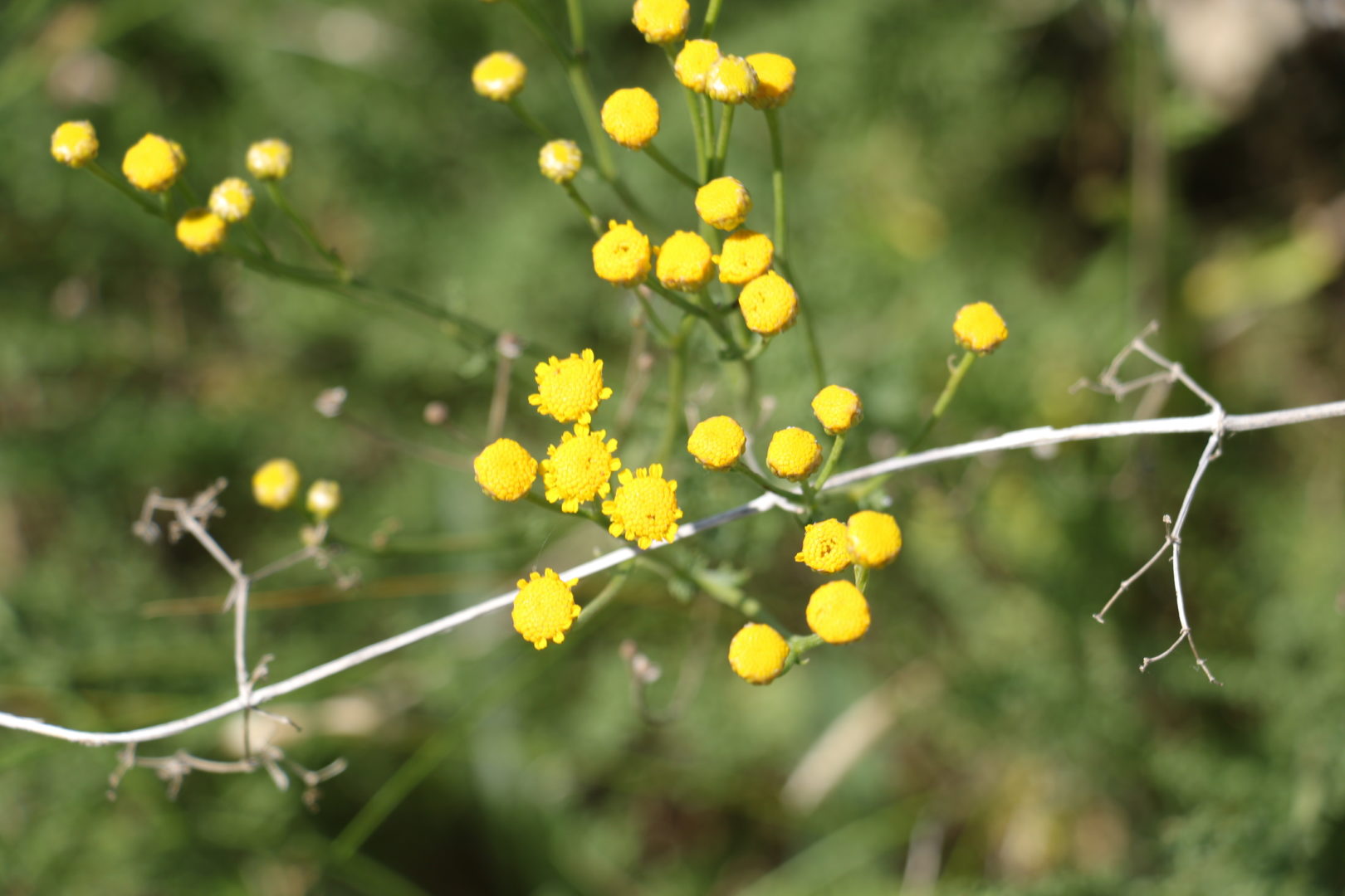 Сорняк с желтыми цветками и мелкими цветочками - пижма обыкновенная