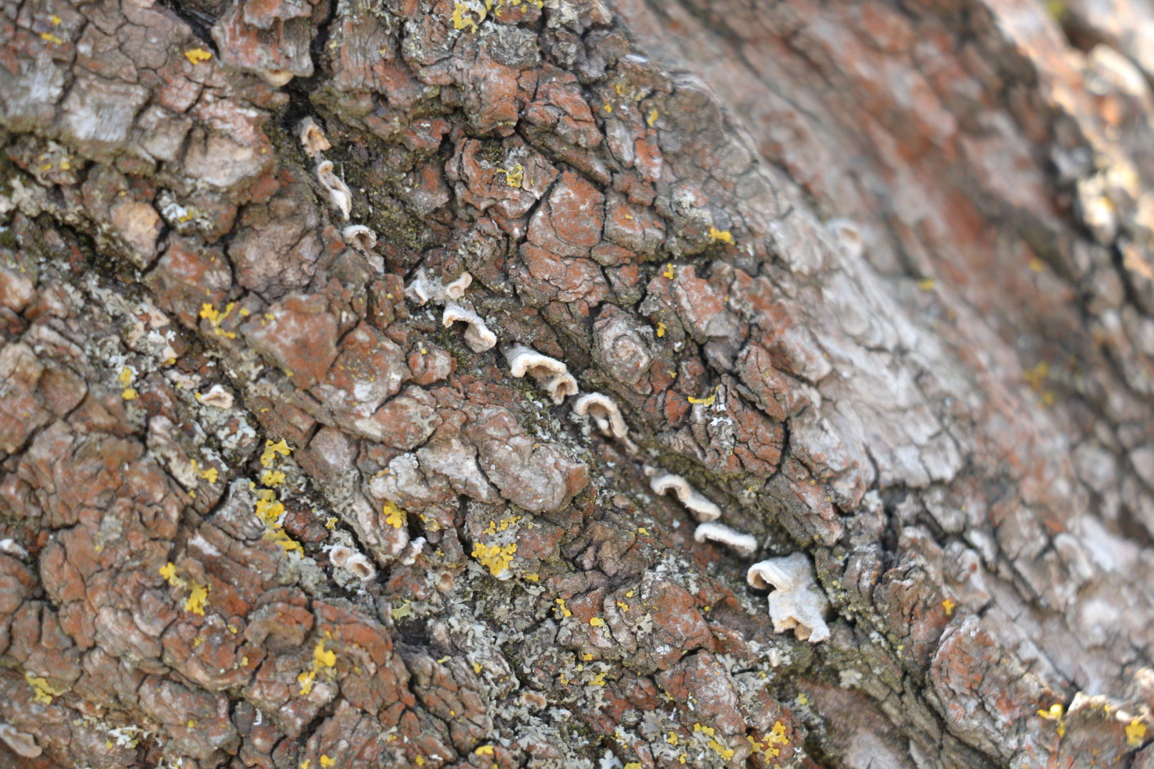 Мелкие грибы на абрикосе - бьеркандера опаленная, трутовик опаленный