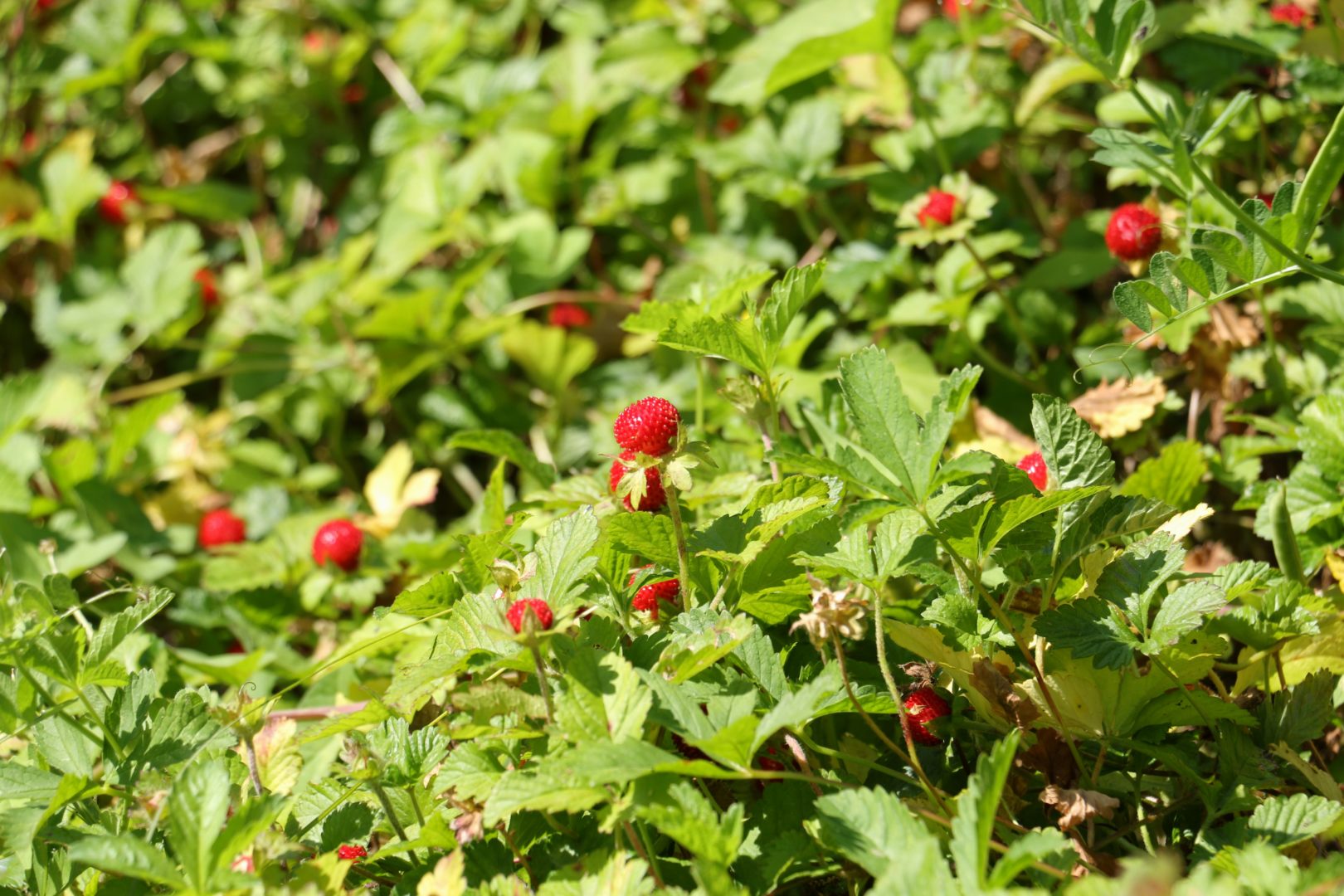 растение с красными ягодами, похоже на клубнику - Лапчатка индийская, или дюшения, или ложная земляника