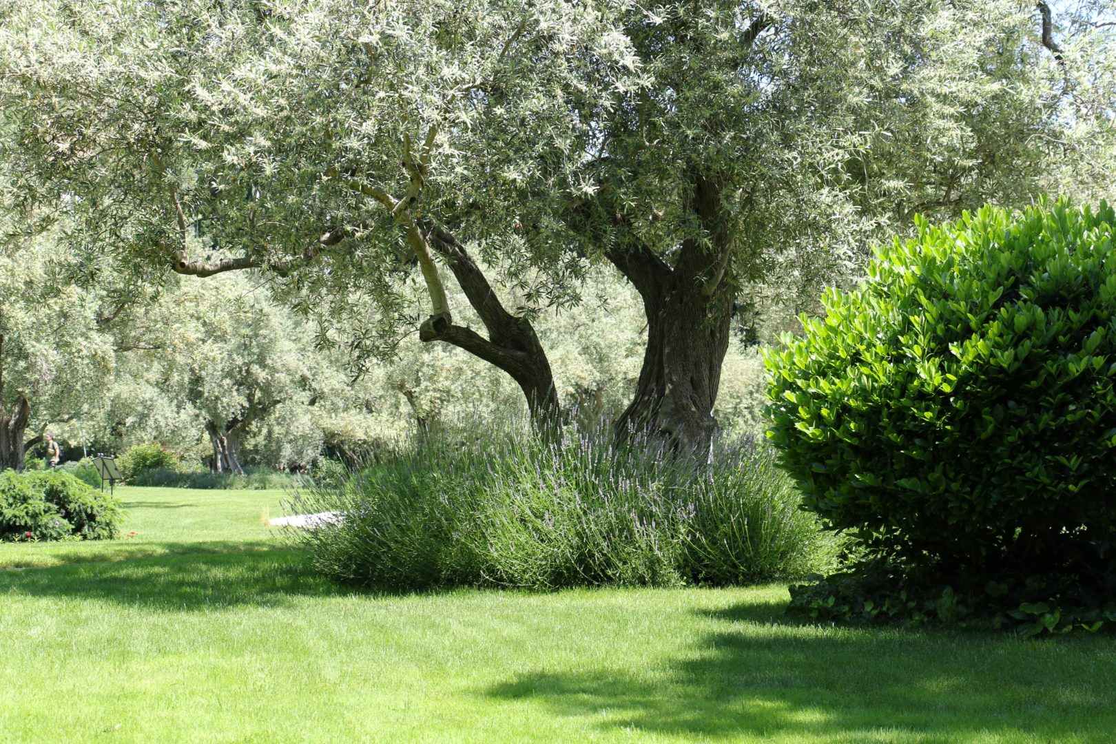 Лаванда в бордюре, вокруг оливкового дерева, парк Айвазовское