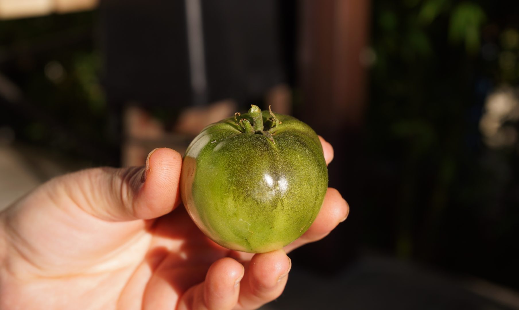 Зеленый томат, помидор