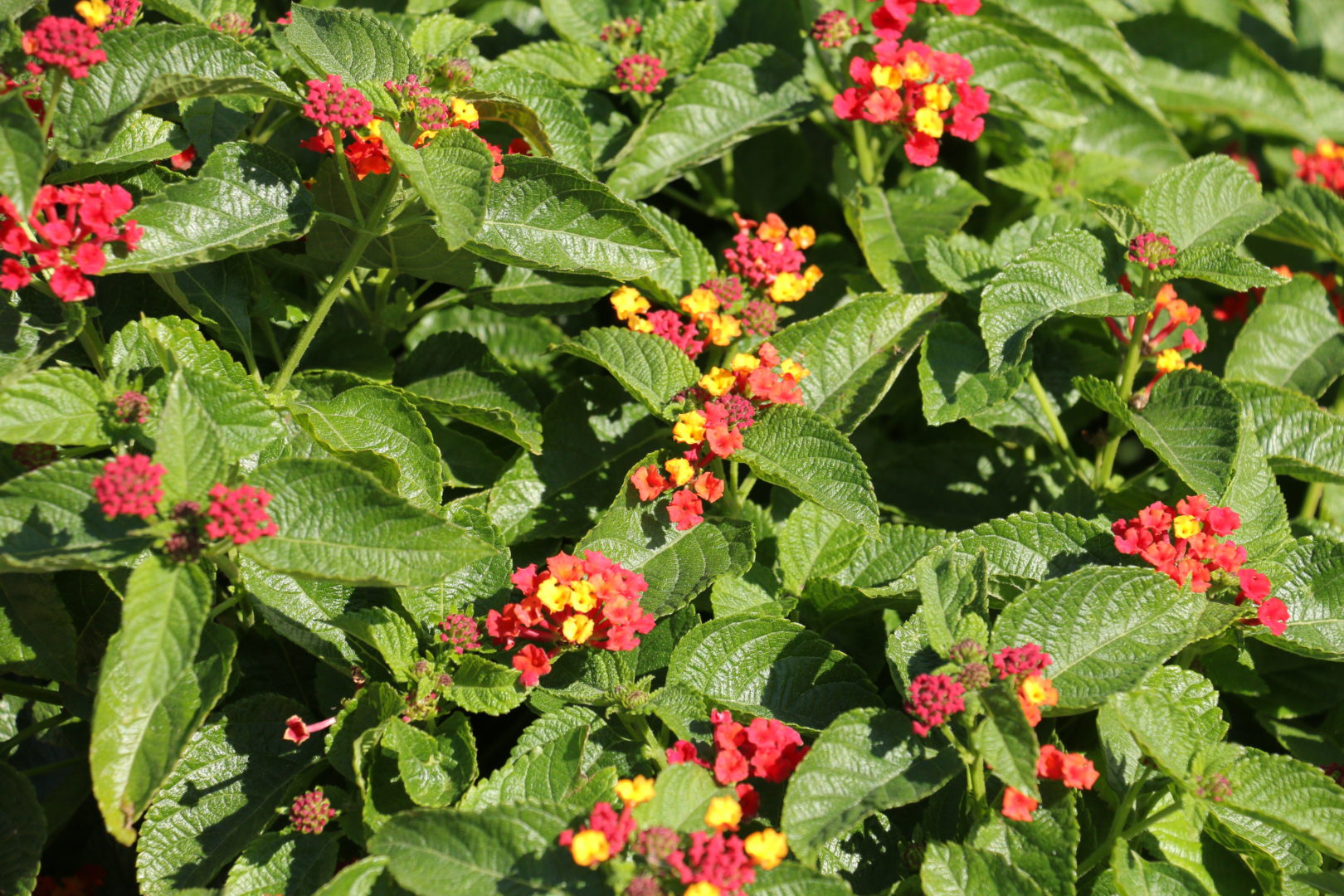 Растение с разноцветными шапками цветков - лантана