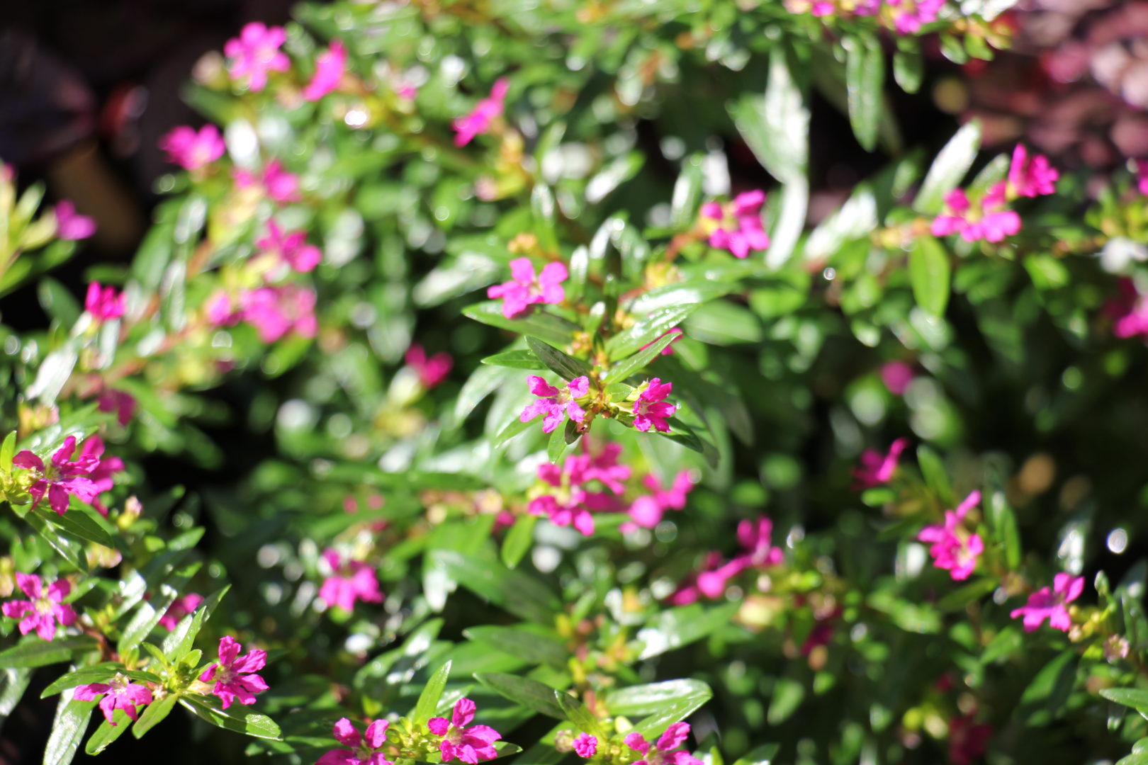 Низенькие растения с мелкими розовыми цветками - куфея, или ложная эрика