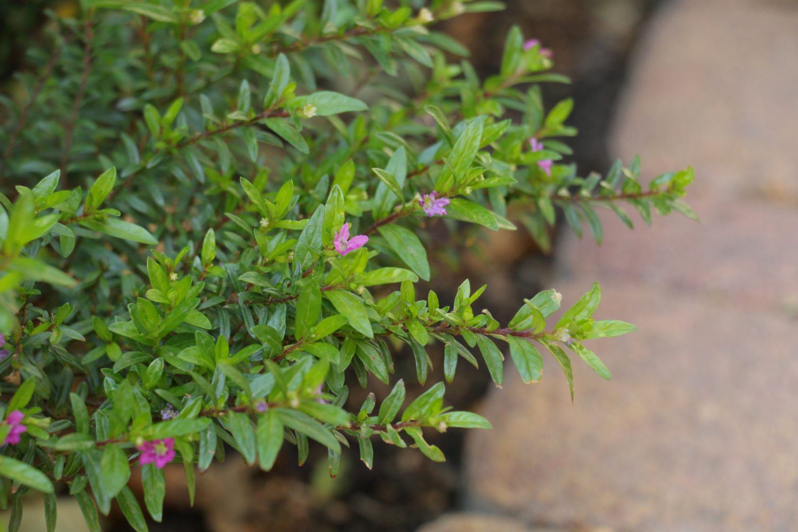 Куфия иссополистная - растение с мелкими листиками и мелкими фиолетовыми цветочками 