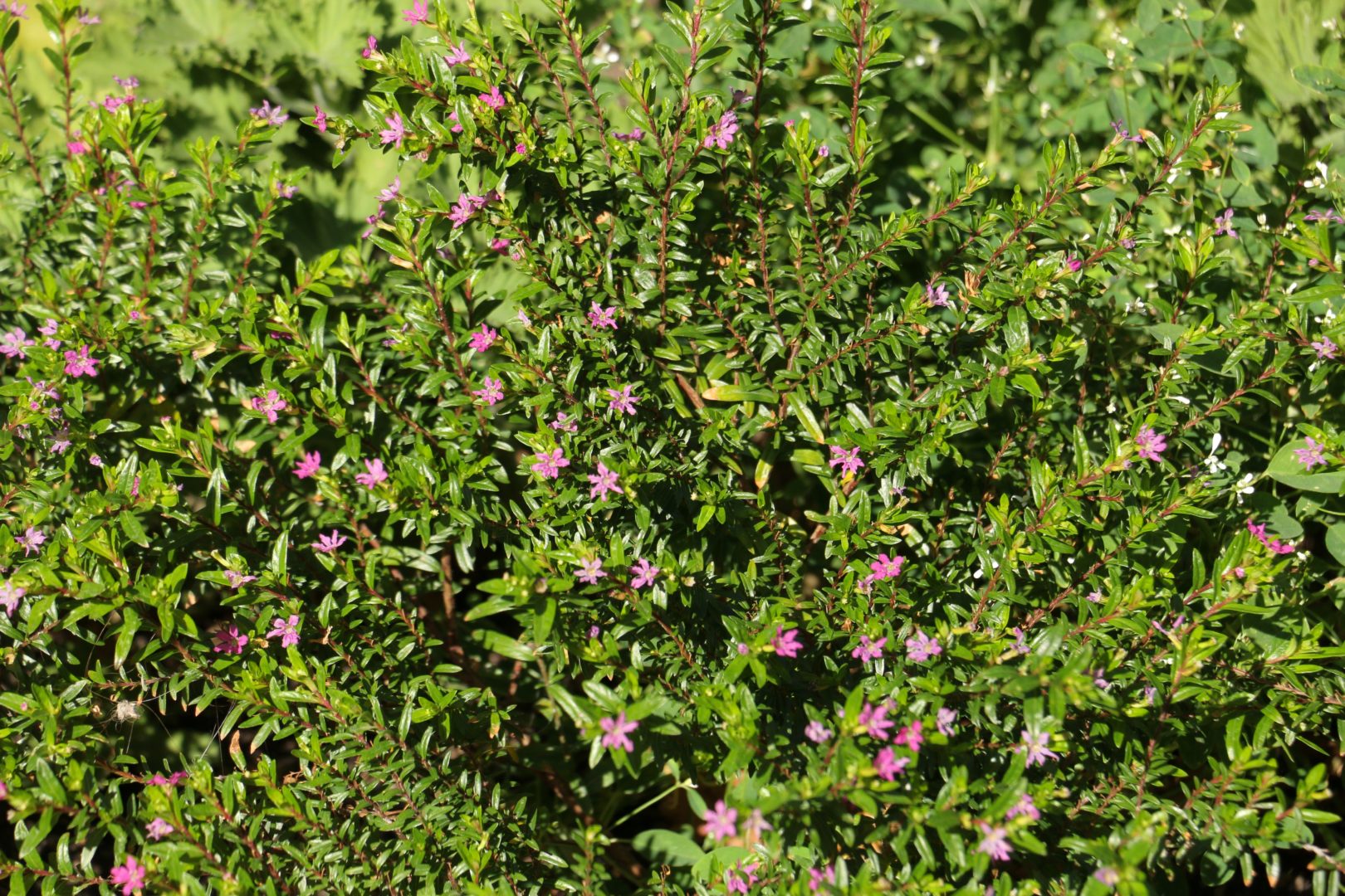 Куфия иссополистная - растение с мелкими листиками и мелкими фиолетовыми цветочками